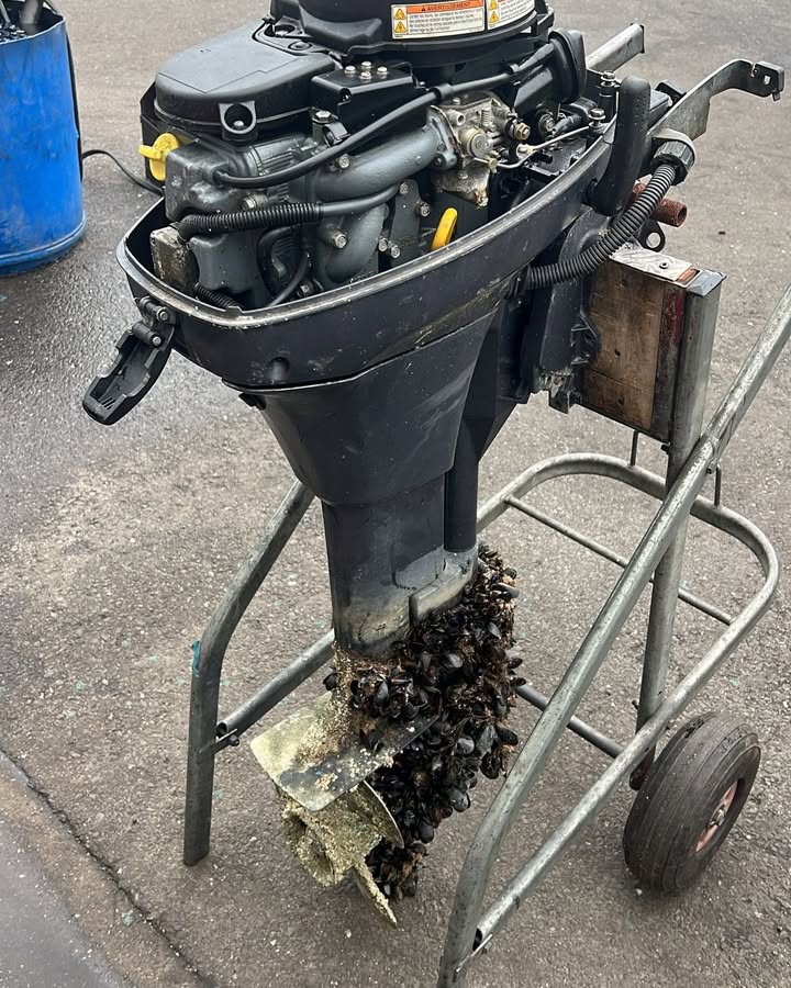 Quand ton moteur hors bord se transforme en ferme a moules… 1 1421844926611075 - Brest Finistère Quand ton moteur hors bord se transforme en ferme a moules… 1 1421844926611075 - Brest Finistère